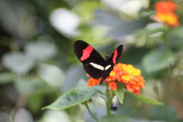 Schmetterling