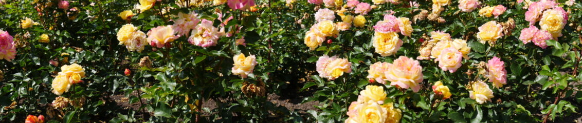 Panoramic view over a flowerbed,  planted with yellow pink roses