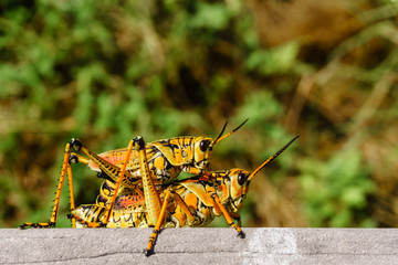 Cricket couple on the lake in the Everglades