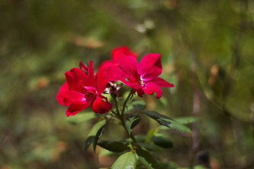 Beautiful Flowers Growing And Blooming In A City Park's Flower Garden.