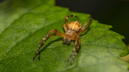 Kreuzspinne auf der lauer