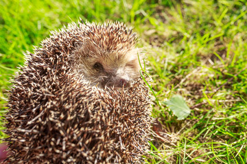 Hedgehog, wild, native, European hedgehog on green moss with blurred green background.
