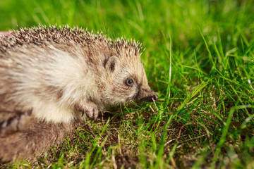 Hedgehog, wild, native, European hedgehog on green moss with blurred green background.