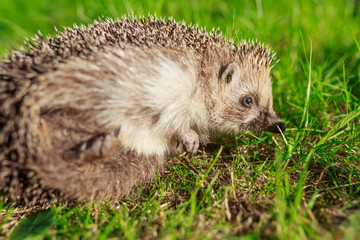 Hedgehog, wild, native, European hedgehog on green moss with blurred green background.