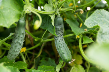 Cucumber growing in garden