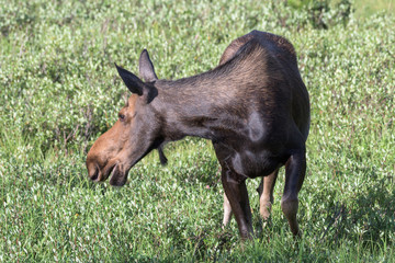 Wild Moose in the Rocky Mountains of Colorado