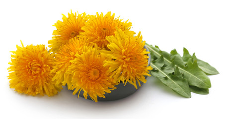 Medicinal dandelion