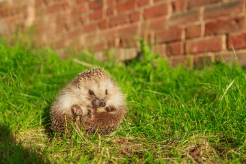 Hedgehog, wild, native, European hedgehog on green moss with blurred green background.