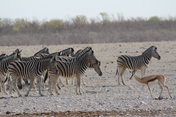 Naklejka na ściany i meble Zebras in Afrika