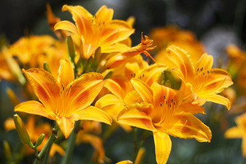 Beautiful Flowers Growing And Blooming In A City Park's Flower Garden.