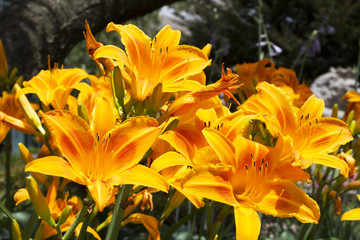 Beautiful Flowers Growing And Blooming In A City Park's Flower Garden.