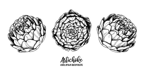 Hand drawn Vector illustrations - artichoke. Vegetable. Floral design elements isolated on white background. Perfect for invitations, cards, menu, posters etc.
