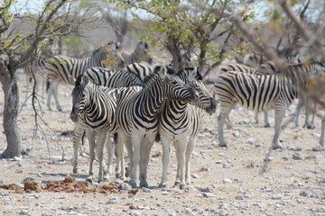 Zebras in Afrika