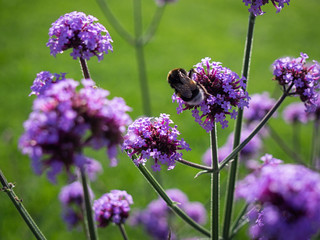 Buff-tailed bumblebee (Bombus terrestris) on the Verbena bonariensis flower