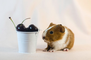 Guinea pig