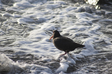 Oystercatcher in surf