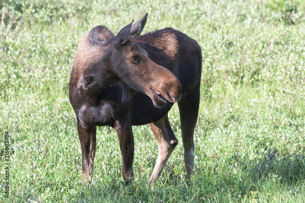 Wall mural Wild Moose in the Rocky Mountains of Colorado