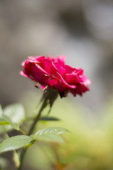 Beautiful Flowers Growing And Blooming In A City Park's Flower Garden.