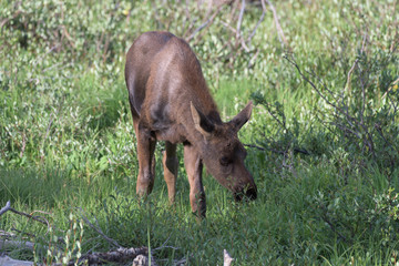 Wild Moose in the Rocky Mountains of Colorado
