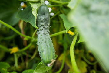 Cucumber growing in garden