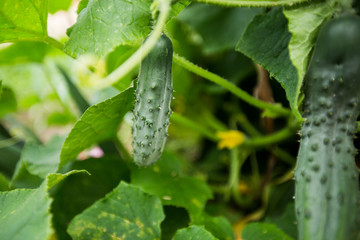 Cucumber growing in garden