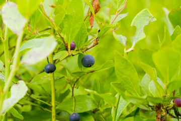 Blueberries, Wild Naturally Growing Blueberries, Mother Natures Candy