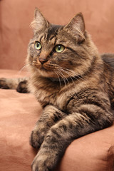 Obraz premium Chat couleur tabby en pleine pose, de trois-quart