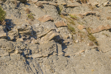Plants growing on the rocks at sunset.