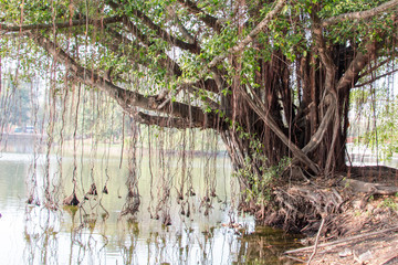 Arbre à liane poussant au bord d'un étang d'un  parc de Thaïlande