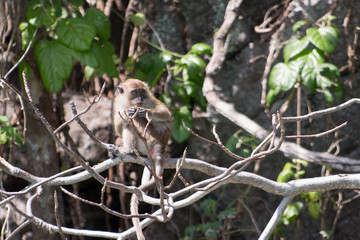 Ile aux singes de koh phi phi en Thailande