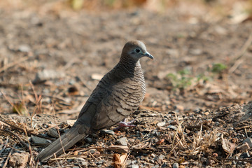 Tourtelette d'Abyssinie au sol dans les bois