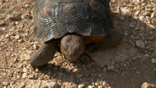 A desert tortoise crawling on a hot sunny day