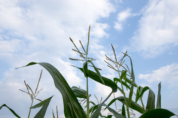 Corn field.Agriculture and rural concept