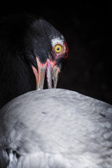 Black-necked crane at Prospect Park in Brooklyn