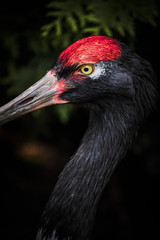 Fototapeta premium Black-necked crane eye closeup at Prospect Park in Brooklyn