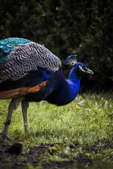 Fototapeta premium Beautiful blue peacock walking view from the right side eye level at Prospect Park in Brooklyn