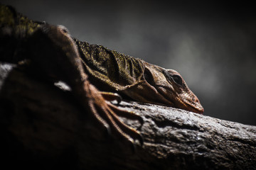 Solomon Island Spiny Monitor at Prospect Park in Brooklyn