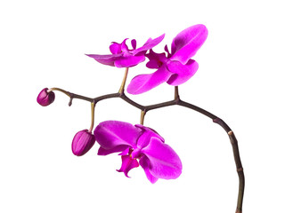 Obraz premium Phalaenopsis pink