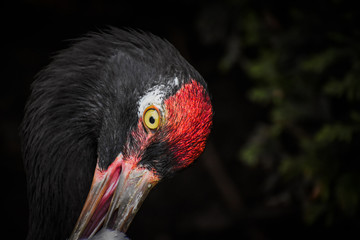 Fototapeta premium Black-necked crane eye closeup at Prospect Park in Brooklyn