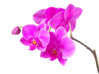 Naklejka na ściany i meble pink phalaenopsis orchid