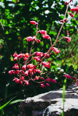 Heuchera sanguinea. Heuchera sanguinea on the flower bed in the garden