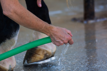 Close Up of Cleaning Clogsl With a Rubber Hose at the Riding School