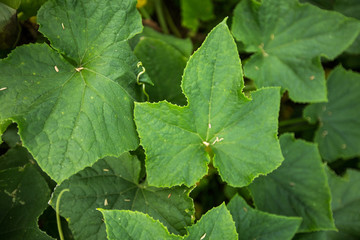 Organic cucumber plant leaves