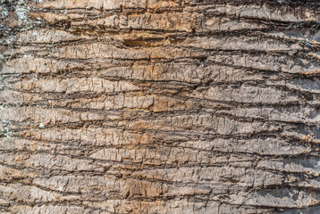 Palm Tree Bark Texture in Japanese Park