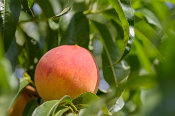 Fresh peach in the tree, between leaves.