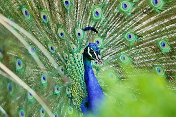 Obraz premium Bright colorful blue and green peacock with crest and raised tail showing feathers, displaying, close up image, blurry foreground