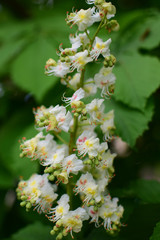 Arrow of flowers of chestnut. Close. Boke