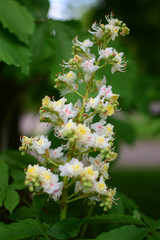 Arrow of white chestnut flowers. Close. Boke