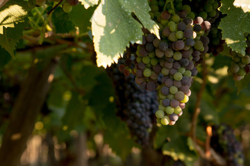 Close Up of Grapes in August Before the Grape Harvest