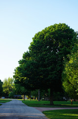 Green Trees and Villege Road of a small town. Frankfort city streets. Indiana state.